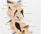 11x17 Birds of California Sticker Map