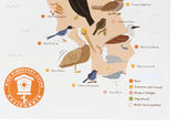 11x17 Birds of California Sticker Map